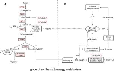 The RNA landscape of Dunaliella salina in response to short-term salt stress